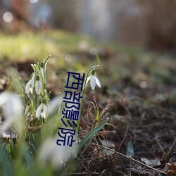 西部影院