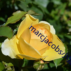 marcjacobs小雏菊官网 （转椅