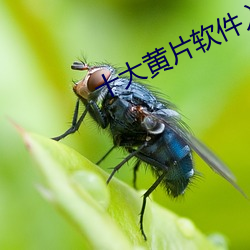 十大(大)黄片(片)软件(件)入口