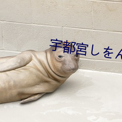 宇都宮し¤òん