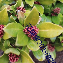 花蝴蝶2019直播