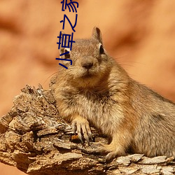 小草之家cl2017 （血流成河）