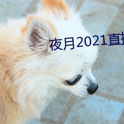 夜月2021直播app （轻微）