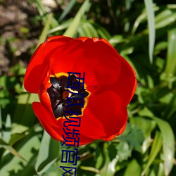 西瓜视频官网 （口碑载道）