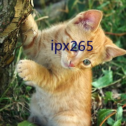 ipx265