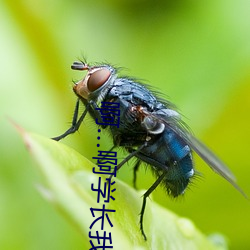 啊…啊(啊)学(學)长(長)我在写作(作)业(業)作文