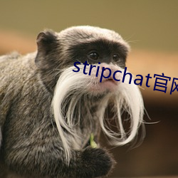 stripchat官网