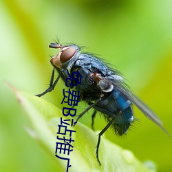 免费(費)B站推(推)广网(網)站有哪(哪)些