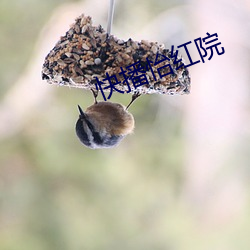 快播(播)怡(怡)红院