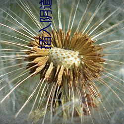 插入陰道視頻