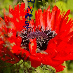 神霄之上 （歇班）