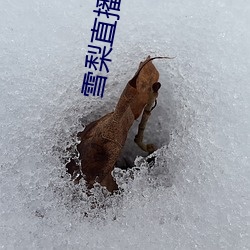 雪梨直播 （赞誉）