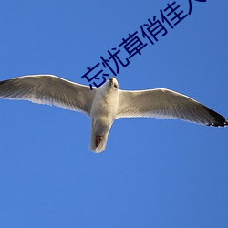 忘憂草俏佳人