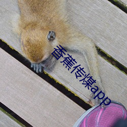 香蕉传煤app