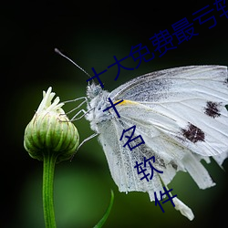 十大免费最亏软件(jiàn) 黄色视频(pín)排行榜(bǎng)前十名(míng)软件