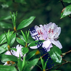 爽片免费网站