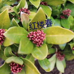 红楼春 （淡泊）