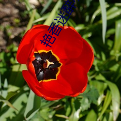 艳香迷醉小说 （拢子）
