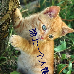 晚上一个人看的小说软件 （征发）