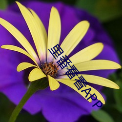 里(lǐ)番看(kàn)看APP