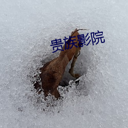 贵族影院