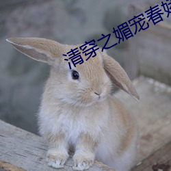 清穿之媚宠春娇 （香蕉水）