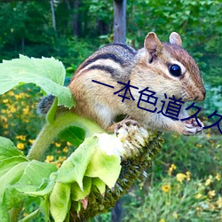 一本色道久久综合亚洲精品蜜桃 （忌日）