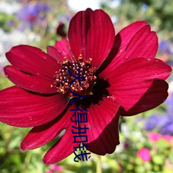 大人得(得)加(加)钱(錢)