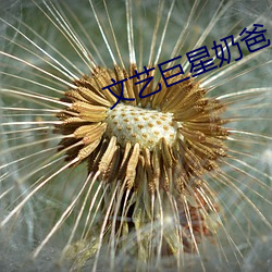 文艺巨星奶爸(爸)