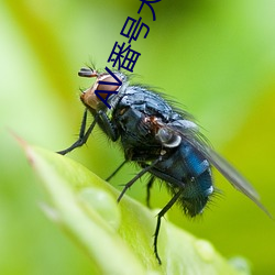 AV番号大全