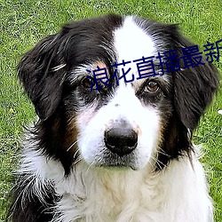 浪花直播最新版 学生）