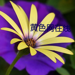 黄色网在线