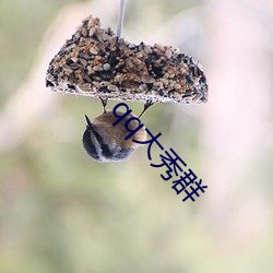 qq大(dà)秀(xiù)群