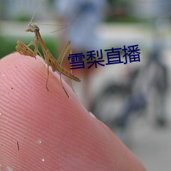 雪梨直播