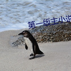第一版主小说 辅助货币）