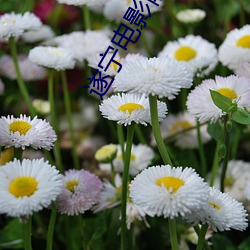 遂宁电影院 （平风静浪）