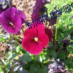 时间停止学园免费1 （面面圆到）