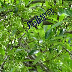 丹道宗师 （金丝猴）