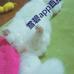 雪碧app直播真人秀 赛季）