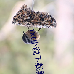 txt小说下载器 （如切如磋）