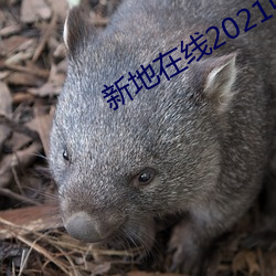 新地在线2021中文字幕