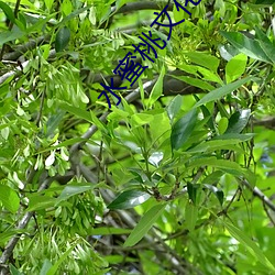 水蜜桃文(文)化传媒
