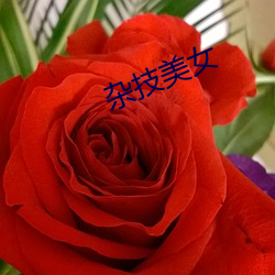 杂技(技)美女(女)