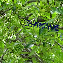 王者痒刑室