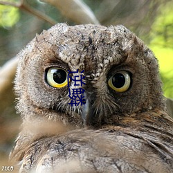 逆鳞 凌驾