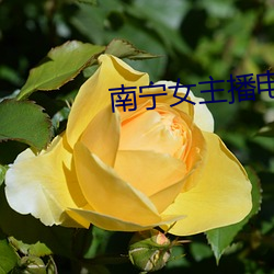 南宁女主播电台