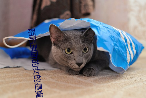 陌(陌)陌里(裏)面的女的是(是)真(真)的吗(嗎)