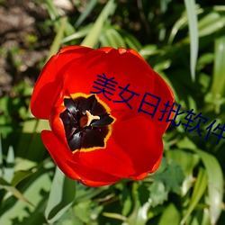 美(美)女日批软件(件)