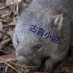 古言小说