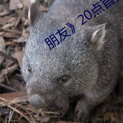 朋友20点首播